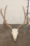 8-Point MULE DEER Skull