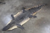 ALLIGATOR Hide/Skin with its Mounted Head