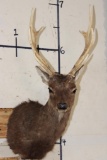 8-Point SIKA DEER Shoulder Mount