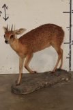 Life-sized CAPE GRYSBOK on a simulated Rock Base