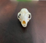 *New* and *Rarely Seen* EUROPEAN HEDGEHOG Full Skull with All its Teeth