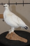 Life-sized ROCK PTARMIGAN Bird on a Driftwood Base