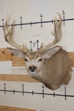 10-Point MULE DEER Shoulder Mount