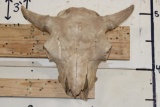 BUFFALO or BISON Skull with a Heavy Duty Wire Hanger