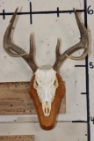 8-Point WHITETAIL Skull on a Wooden Plaque