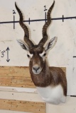 BLACKBUCK Shoulder Mount