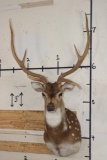AXIS DEER Shoulder Mount with Atypical Brow Tines