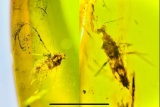 Authentic Myanmar AMBER Fossil Specimen with a Pentatomidae Cicada Insect Inside