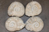 (4) AMMONITE FOSSILS from Morocco, (ONE$)