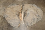 Pair (2) African ELEPHANT Ears (ONE$)