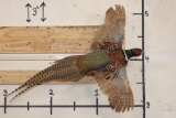 Life-sized Flying RING NECK PHEASANT on a Wooden Wall Hanger