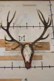 16-Point RED STAG Skull on a Wood Plaque