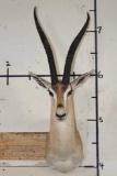 GRANT'S GAZELLE Shoulder Mount