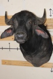 WATER BUFFALO Shoulder Mount