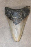 Big Fossilized MEGALODON SHARK Tooth