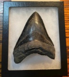 1 Monster-Sized MEGALODON SHARK Tooth in a Glass Display Case