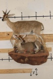 2 Life-sized COMMON DUIKERS on a simulated Rock Wall Hanging Base