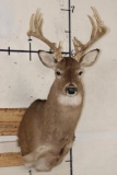 14-Point WHITETAIL DEER Shoulder Mount