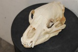 BLACK BEAR Skull with All its Teeth and a Removable Jaw