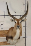 *TEXAS RESIDENTS ONLY* RED LECHWE Shoulder Mount