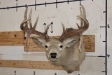 14-Point WHITETAIL DEER Shoulder Mount with the Boone and Crockett Club Score Sheet