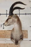 RONDA IBEX Shoulder Mount