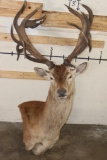 21-Point RED STAG Pedestal Mount (No Pedestal) with a Heavy Rack