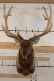 14-Point ELK Shoulder Mount