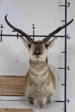 PRONGHORN Shoulder Mount with a Non-typical Horn Spread
