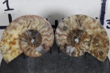 Cut and Polished Agatized AMMONITE FOSSIL from Madagascar with a Display Stand