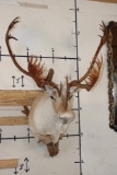 33-Point Double Shovel CARIBOU Shoulder Mount on a Driftwood Wall Hanger