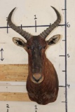 XXL TSESSEBE Shoulder Mount