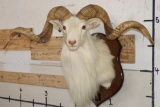 Big TEXAS DALL SHEEP RAM on a Wooden Plaque