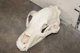 BROWN BEAR Skull with Big Canines and a Removable Jaw