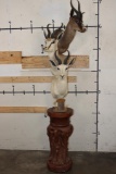 3 SPRINGBOKS on a Decorative Pedestal