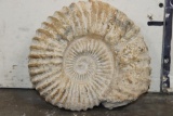 Big 12 lb AMMONITE FOSSIL Specimen from Morocco