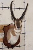 PRONGHORN Shoulder Mount with Replica Horns of the Famous 