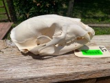 Large BLACK BEAR Skull with All its Teeth