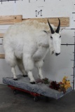 Life-sized MOUNTAIN GOAT on Decorative Base with a Wall Hanger