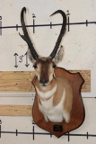 XXXL PRONGHORN Shoulder Mount with Replica Antlers after 