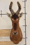 RED HARTEBEEST Shoulder Mount