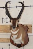 XXXL PRONGHORN Shoulder Mount with Replica Horns after 