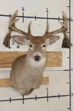 Big Non-Typical 15-Point WHITETAIL DEER Shoulder Mount