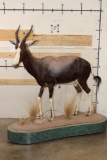 *TEXAS RESIDENTS ONLY* Life-sized BONTEBOK on a Base with Wheels