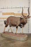 Big Life-sized NYALA on a Base with a HYENA Skull and Wheels