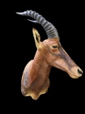 Large *Rare* Trophy size AFRICAN TIANG Shoulder Mount