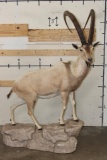 Big Life-sized PERSIAN or BEZOAR IBEX on a simulated Rock Base
