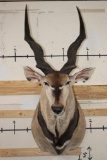 XXL LORD DERBY ELAND Shoulder Mount