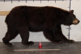 Life-sized CINNAMON PHASE BLACK BEAR on Bolts