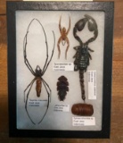 (5) Indonesian Specimens with Scientific Name labels- A Giant SCORPION, SPIDER and more!